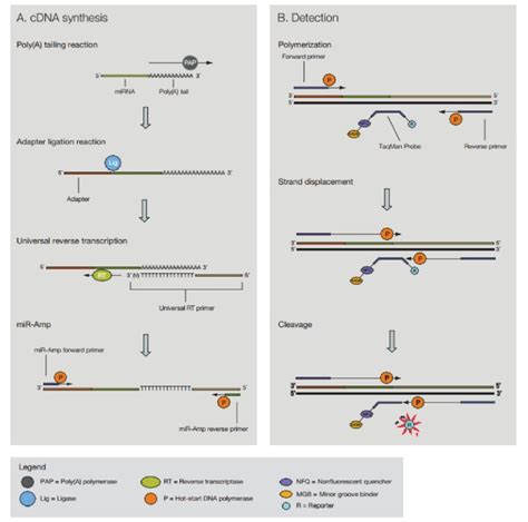 taqman|How TaqMan Assays Work .